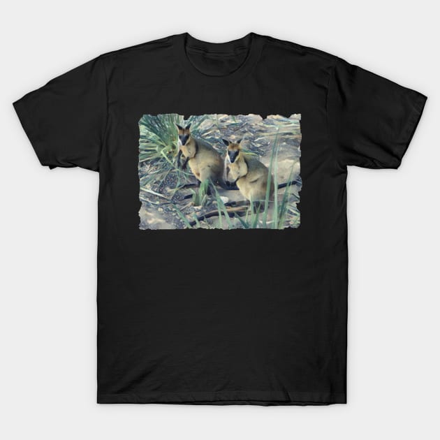 Black Footed Wallabies T-Shirt by PhotoArts